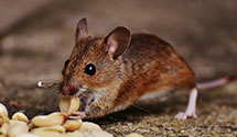 24 Hour & Emergency Exterminators in Paloma, IL